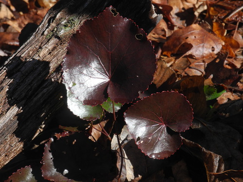 Galax urceolata (galax) (alternate view 6)
