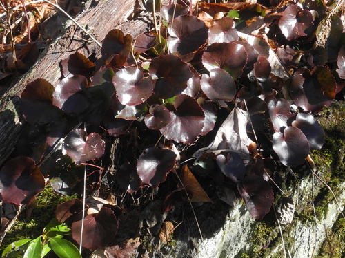 Galax urceolata (galax) (alternate view 7)