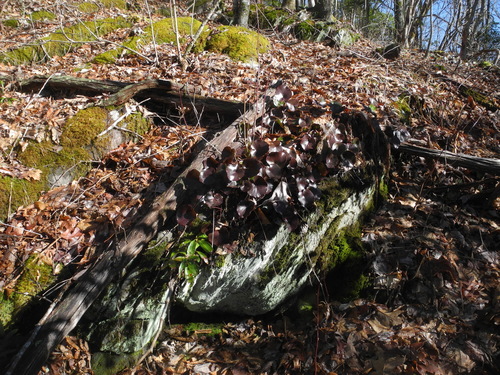 Galax urceolata (galax) (alternate view 8)