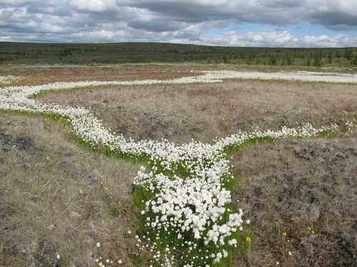 Eriophorum (Cottongrasses) (alternate view 8)