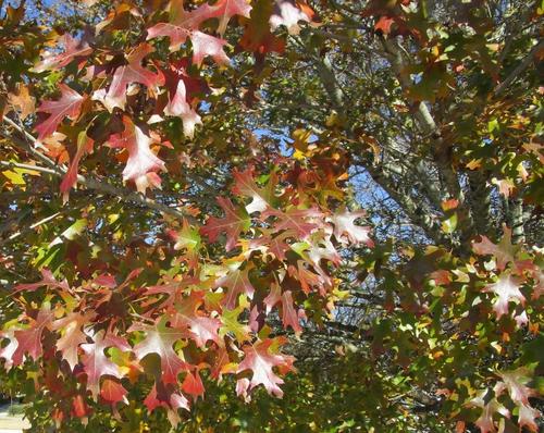 Quercus shumardii (Shumard Oak Tree) (alternate view 3)