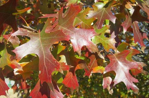 Quercus shumardii (Shumard Oak Tree) (alternate view 4)