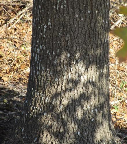 Quercus shumardii (Shumard Oak Tree) (alternate view 5)