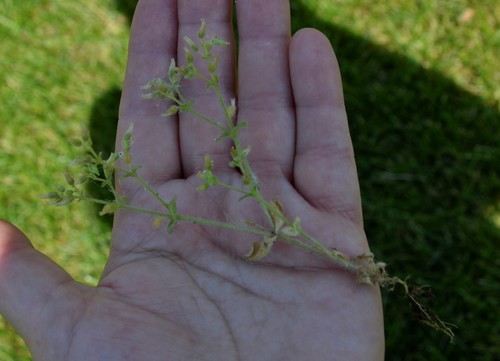 Cerastium glomeratum (Sticky mouse-ear chickweed)