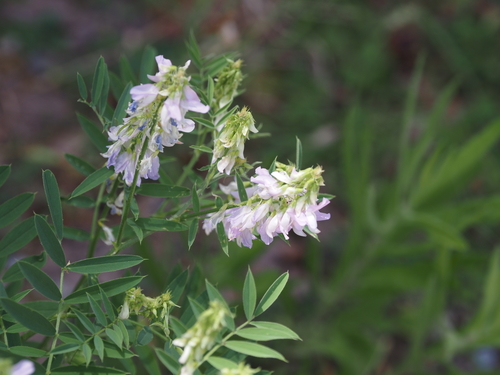 Galega officinalis (common milkpea)