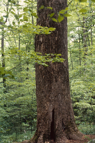 Liriodendron tulipifera (tulip tree) (alternate view 9)