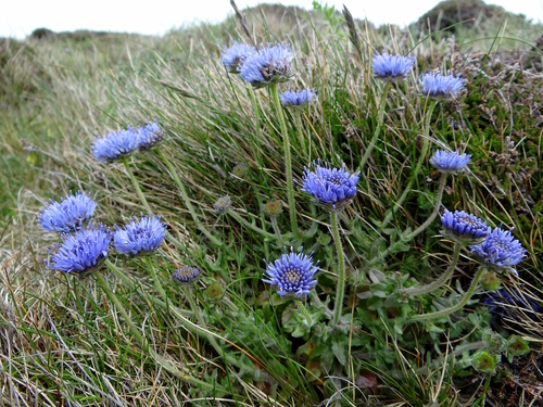 Jasione montana (Sheep's Bit Scabious)