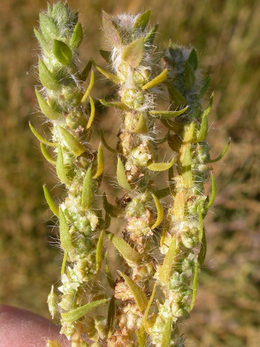 Bassia scoparia (summer-cypress)