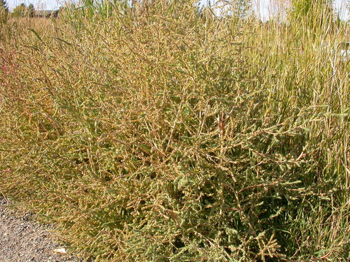 Bassia scoparia (summer-cypress) (alternate view 3)