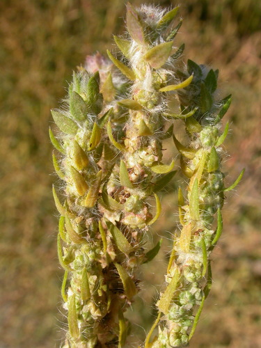 Bassia scoparia (summer-cypress) (alternate view 4)
