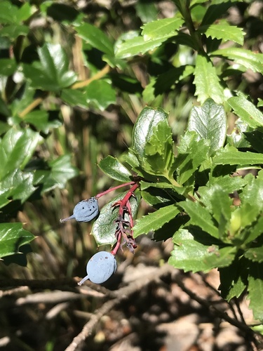 Berberis darwinii (Darwin's barberry)