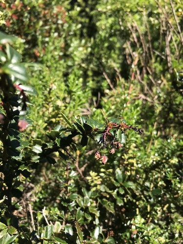 Berberis darwinii (Darwin's barberry) (alternate view 2)