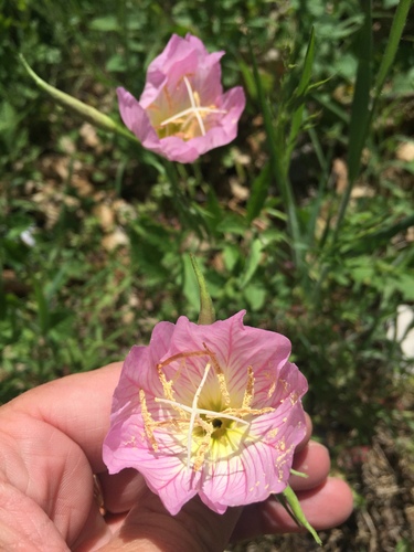 Oenothera speciosa (pinkladies, pink evening primrose) (alternate view 2)