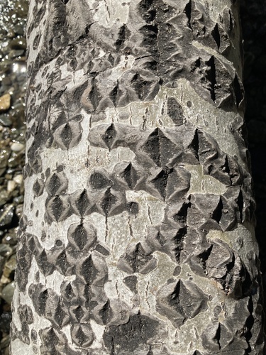 Populus alba (white poplar)