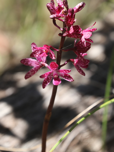 Dipodium punctatum (Blotched Hyacinth-Orchid) (alternate view 10)