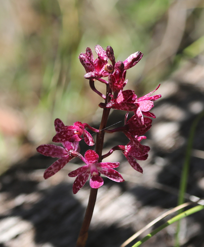 Dipodium punctatum (Blotched Hyacinth-Orchid) (alternate view 9)