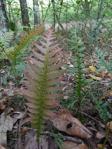 Doodia aspera (Prickly Rasp fern) (alternate view 2)