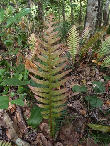 Doodia aspera (Prickly Rasp fern) (alternate view 3)