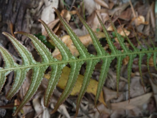 Doodia aspera (Prickly Rasp fern) (alternate view 4)