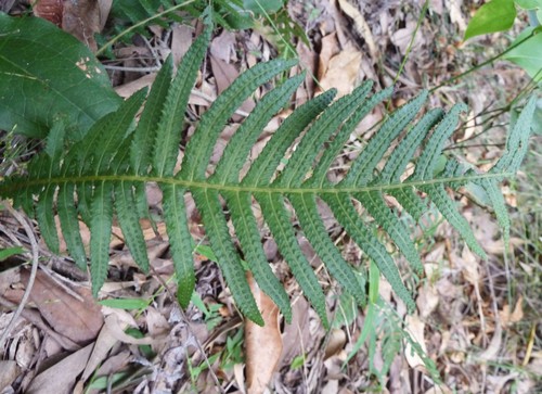 Doodia aspera (Prickly Rasp fern) (alternate view 5)