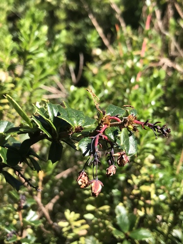 Berberis darwinii (Darwin's barberry) (alternate view 3)