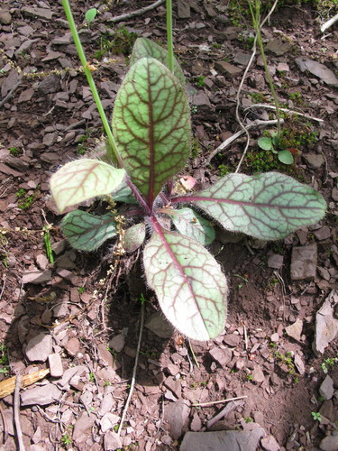 Hieracium venosum (rattlesnakeweed) (alternate view 5)
