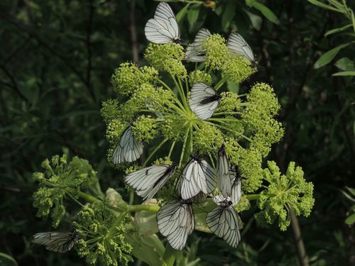 Angelica (angelicas) (alternate view 5)