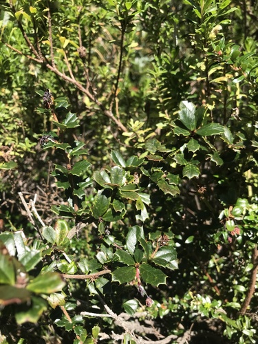 Berberis darwinii (Darwin's barberry) (alternate view 4)