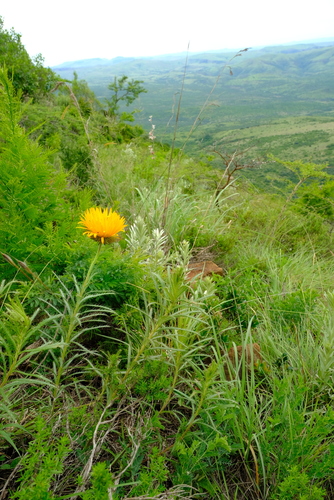 Berkheya (African Thistles) (alternate view 6)