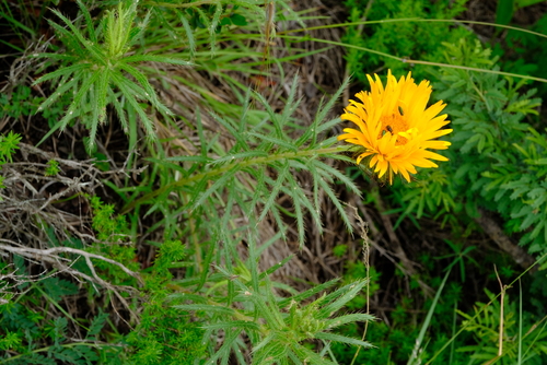 Berkheya (African Thistles) (alternate view 7)