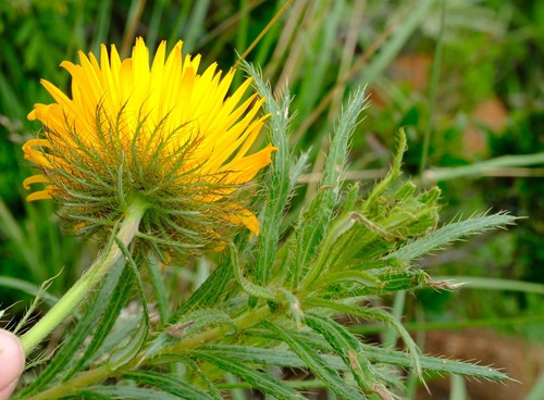 Berkheya (African Thistles) (alternate view 8)