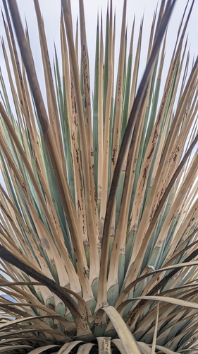 Hesperoyucca whipplei (chaparral yucca)