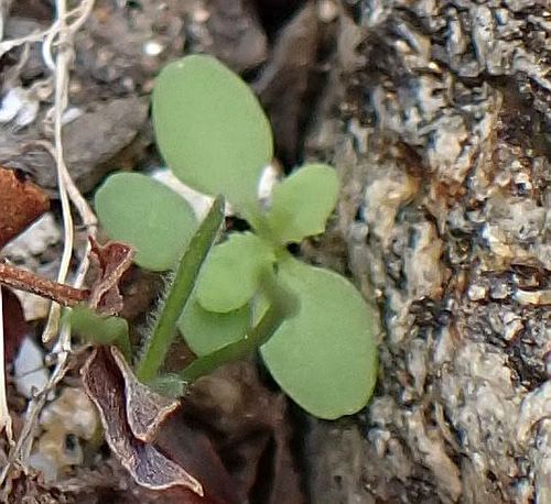 Perityle emoryi (Emory's rockdaisy)