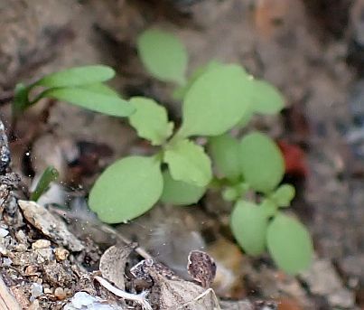 Perityle emoryi (Emory's rockdaisy) (alternate view 2)