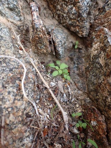 Perityle emoryi (Emory's rockdaisy) (alternate view 3)