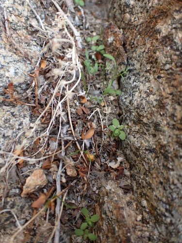 Perityle emoryi (Emory's rockdaisy) (alternate view 4)