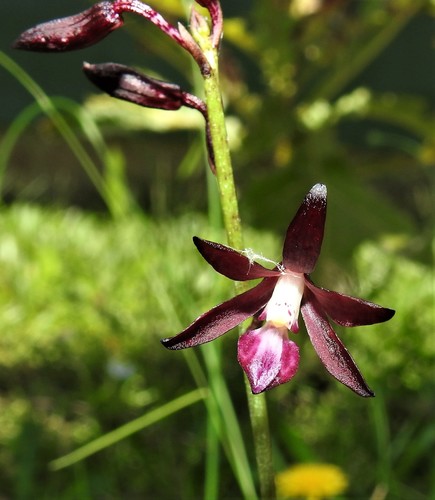 Dipodium variegatum (Slender Hyacinth-Orchid) (alternate view 6)