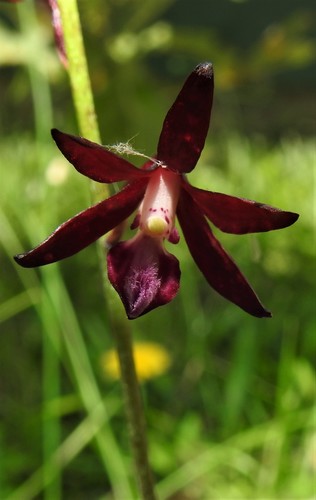 Dipodium variegatum (Slender Hyacinth-Orchid) (alternate view 7)