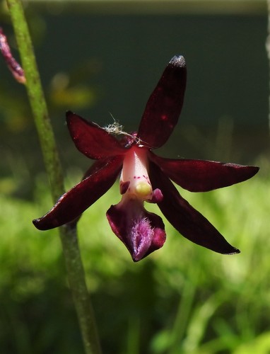 Dipodium variegatum (Slender Hyacinth-Orchid) (alternate view 8)