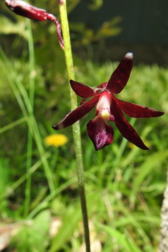 Dipodium variegatum (Slender Hyacinth-Orchid) (alternate view 9)