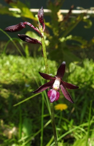 Dipodium variegatum (Slender Hyacinth-Orchid) (alternate view 10)