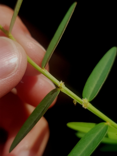 Phyllanthus (alternate view 9)