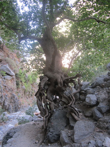 Platanus orientalis (Oriental Plane)
