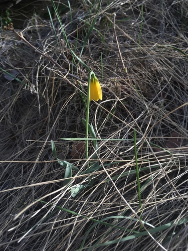 Fritillaria pudica (yellow fritillary) (alternate view 3)