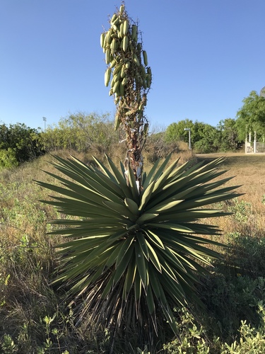 Yucca treculiana (Spanish dagger) (alternate view 5)