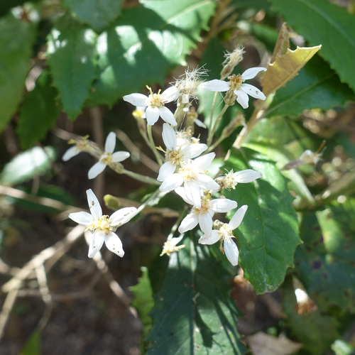 Olearia argophylla (musk daisy-bush)