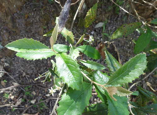 Olearia argophylla (musk daisy-bush) (alternate view 2)