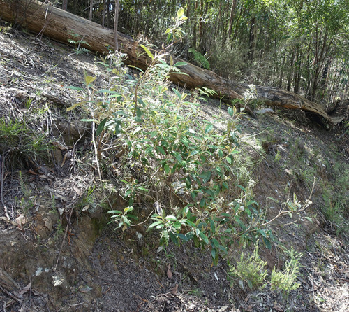 Olearia argophylla (musk daisy-bush) (alternate view 3)