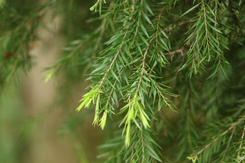 Melaleuca bracteata (black tea-tree) (alternate view 5)