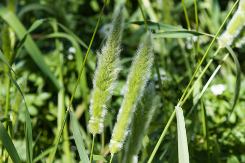 Polypogon monspeliensis (rabbitfoot grass) (alternate view 2)